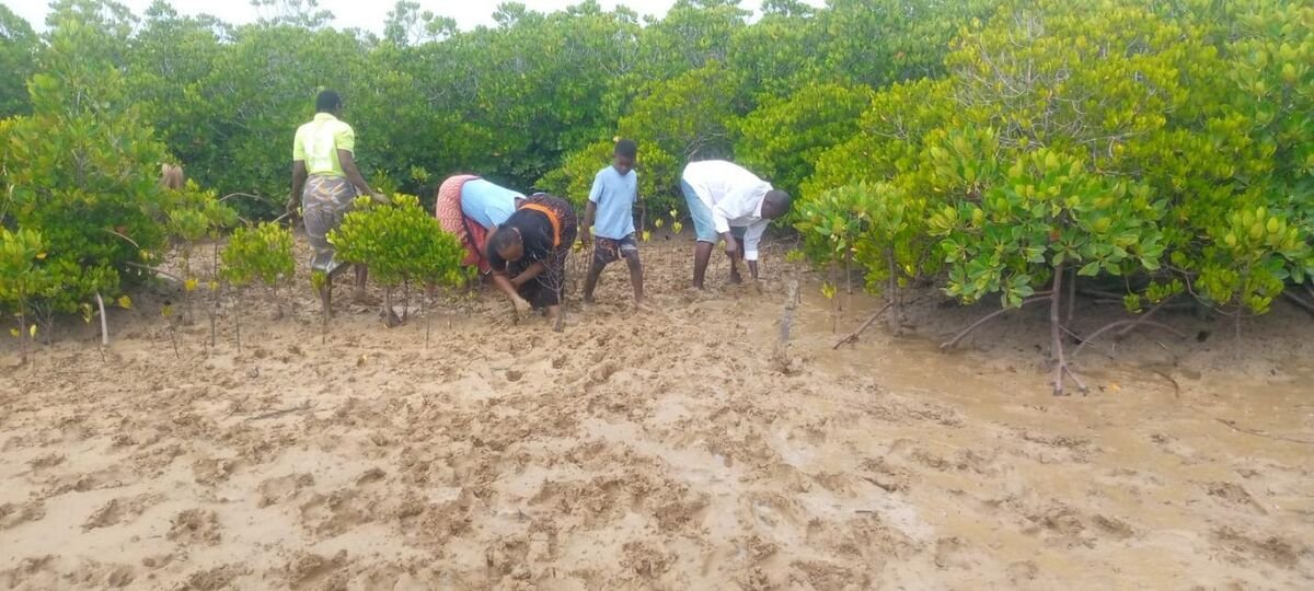Planting exercise at Majaoni site